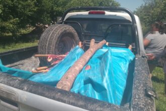 SAN MARTÍN: Investigan Caso De Abigeato Y Secuestran Más De 120 Kilos De Carne Bovina