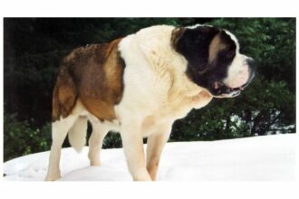 El insólito salvador del fútbol inglés: el día que un perro evitó la quiebra del Manchester United