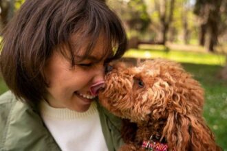 ¿Querés adoptar un perro? La Inteligencia Artificial reveló que raza va mejor con tu personalidad