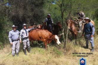 CHACO: Recuperan Tres Animales Bovinos Sustraídos En Zona Rural