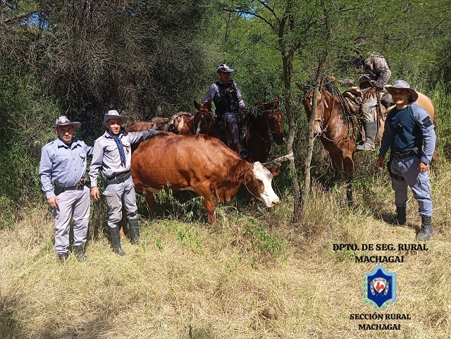 CHACO: Recuperan Tres Animales Bovinos Sustraídos En Zona Rural