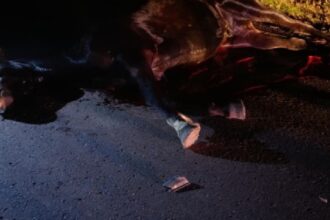 CHACO: Ruta 95: Un Auto Chocó Contra Un Caballo En Plena Calzada