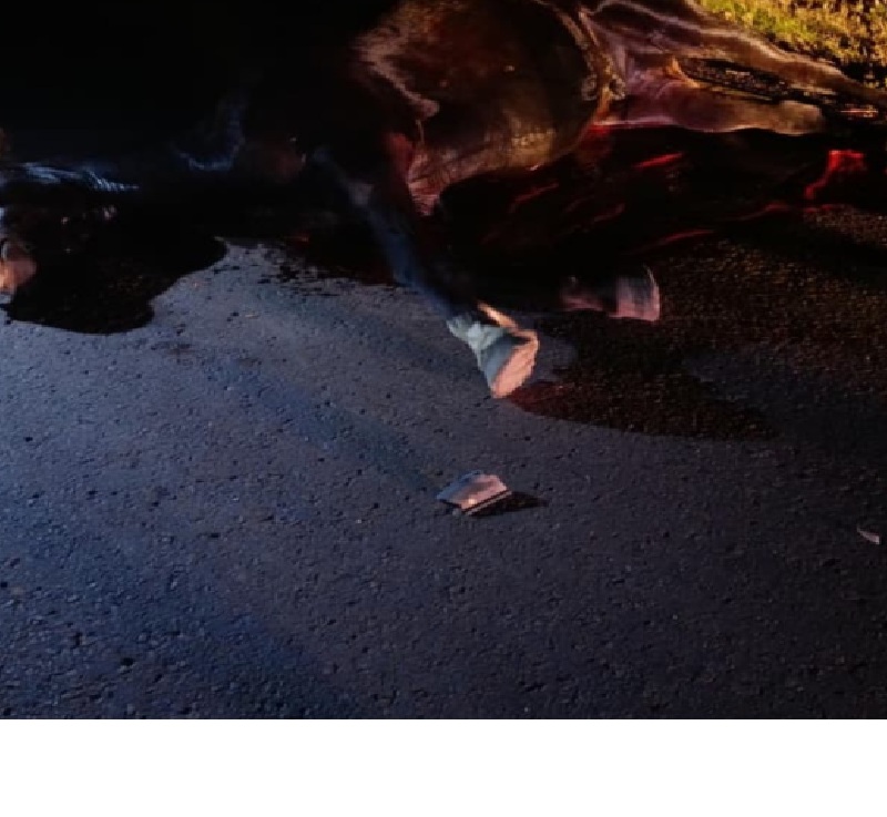 CHACO: Ruta 95: Un Auto Chocó Contra Un Caballo En Plena Calzada