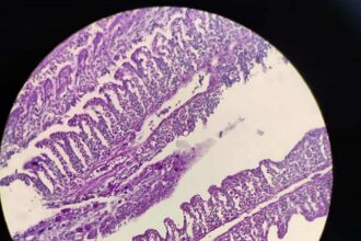 Becaria estudia lesiones branquiales en peces usados como carnada viva en el NEA