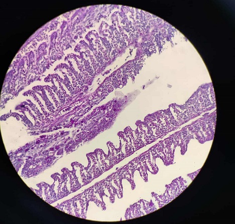 Becaria estudia lesiones branquiales en peces usados como carnada viva en el NEA