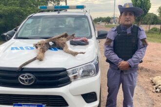 SÁENZ PEÑA: Allanamiento Rural Por Caza Furtiva De Un Puma