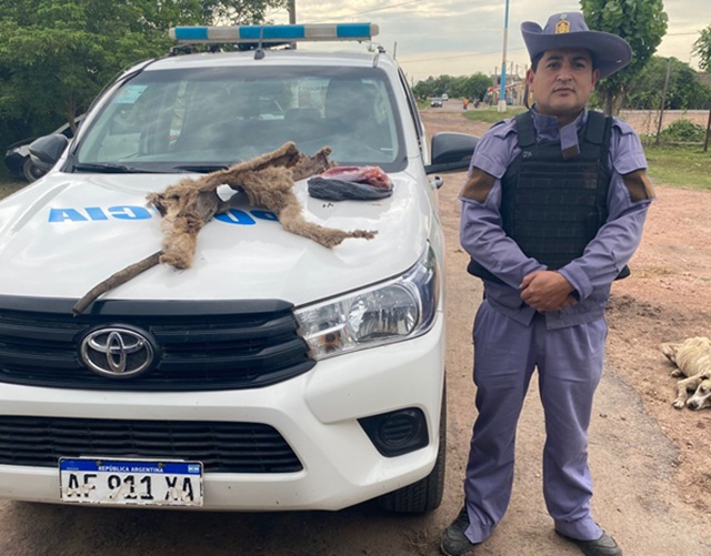SÁENZ PEÑA: Allanamiento Rural Por Caza Furtiva De Un Puma