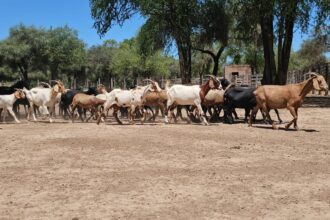 El Gobierno Provincial Fortalece A Los Pequeños Productores Con Asistencia Técnica Y Desarrollo Territorial