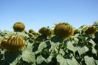 Mar de Girasol: el cultivo que vuelve a brillar tendrá su gran Congreso 2026 en Mar del Plata