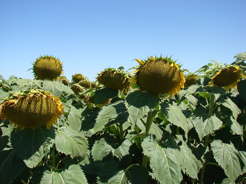 Mar de Girasol: el cultivo que vuelve a brillar tendrá su gran Congreso 2026 en Mar del Plata