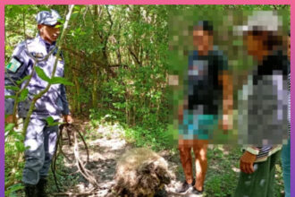 COLONIA BENÍTEZ: Robaron Dos Ovinos De Una Vivienda Durante La Madrugada Pero Fueron Recuperados