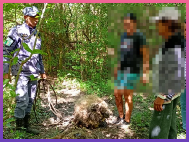 COLONIA BENÍTEZ: Robaron Dos Ovinos De Una Vivienda Durante La Madrugada Pero Fueron Recuperados