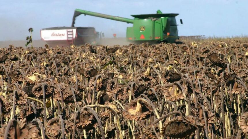 Productores Chaqueños Comienzan A Recibir Autorizaciones Sistémicas De Cartas De Porte