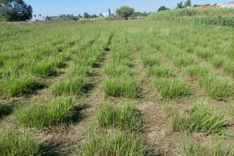 Pasto horqueta: con herramientas genéticas darían solución a la falta de forraje en invierno