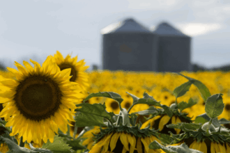 Rentabilidad y previsibilidad: las claves del crecimiento del girasol