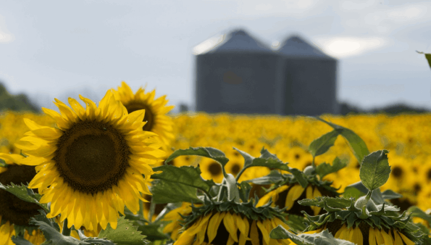 Rentabilidad y previsibilidad: las claves del crecimiento del girasol