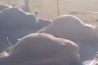 CHARATA: La Tormenta Eléctrica Provocó la Muerte de Casi Treinta Bovinos en un Campo de la Zona