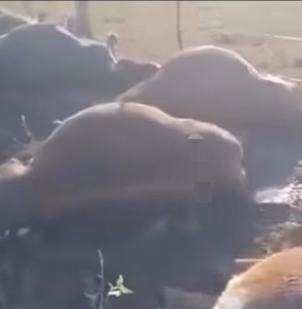 CHARATA: La Tormenta Eléctrica Provocó la Muerte de Casi Treinta Bovinos en un Campo de la Zona