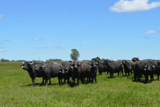 Tres Días De Genética, Capacitaciones Y Remate En La Expo Búfalos Chaco 2025