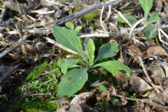 Tres expertos advierten sobre nuevas malezas resistentes y coinciden en una recomendación común