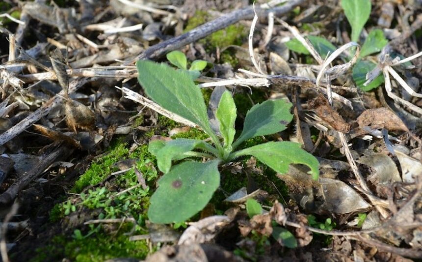 Tres expertos advierten sobre nuevas malezas resistentes y coinciden en una recomendación común