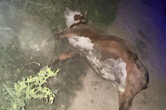 CHACO: Huyeron Al Ver A La Policía Y Dejaron La Vaquilla A Media Faena