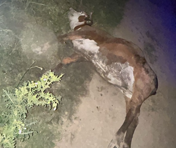 CHACO: Huyeron Al Ver A La Policía Y Dejaron La Vaquilla A Media Faena