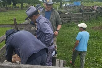 PAMPA ALMIRÓN: Allanamientos Rurales: Secuestran Tres Bovinos Con Marcas Adulteradas