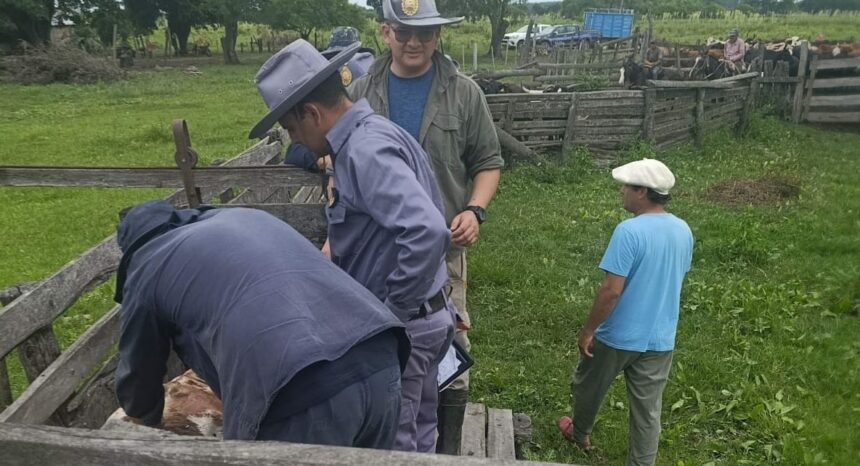 PAMPA ALMIRÓN: Allanamientos Rurales: Secuestran Tres Bovinos Con Marcas Adulteradas