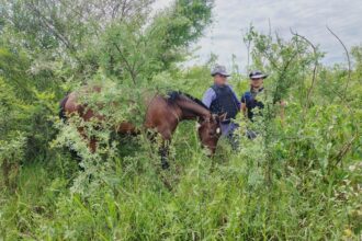 SAÉNZ PEÑA: Un Caballo Robado Fue Hallado Tras Un Rastrillaje En La Zona Rural