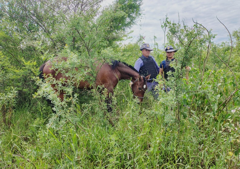 SAÉNZ PEÑA: Un Caballo Robado Fue Hallado Tras Un Rastrillaje En La Zona Rural
