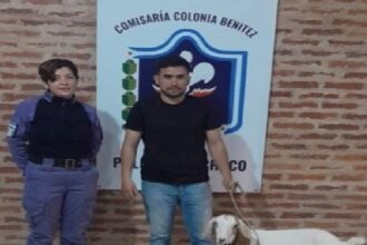 COLONIA BENÍTEZ: Recuperaron Un Chivo Extraviado