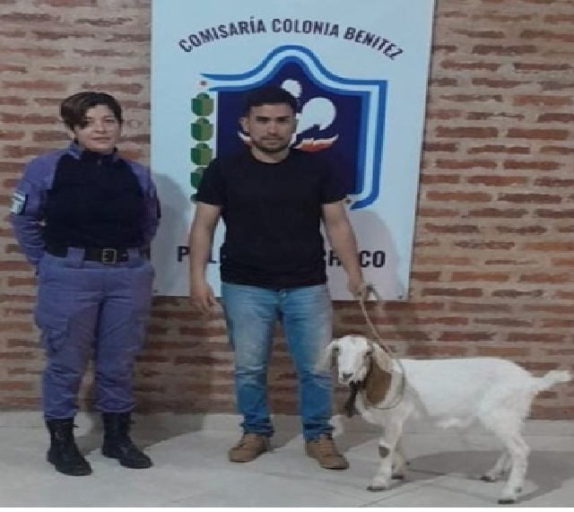COLONIA BENÍTEZ: Recuperaron Un Chivo Extraviado