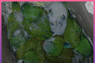 BASAIL: Trasladaba Cotorras, Fue Notificado Por Infracción A La Ley De Caza