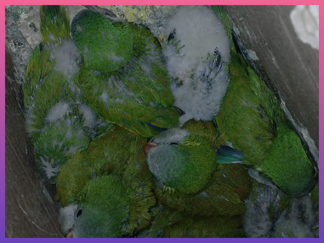 BASAIL: Trasladaba Cotorras, Fue Notificado Por Infracción A La Ley De Caza