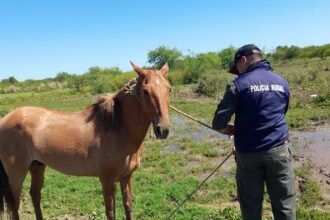 CHACO: Hallan Un Caballo Robado En Una Zona Rural