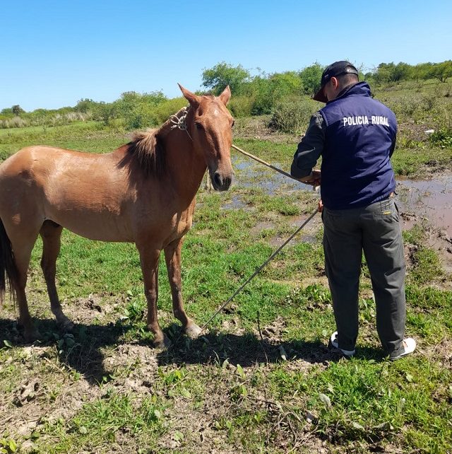 CHACO: Hallan Un Caballo Robado En Una Zona Rural