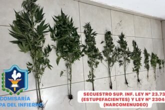 PAMPA DEL INFIERNO: Hallaron Una Plantación De Marihuana En Un Monte