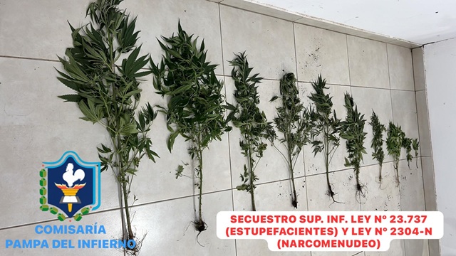 PAMPA DEL INFIERNO: Hallaron Una Plantación De Marihuana En Un Monte