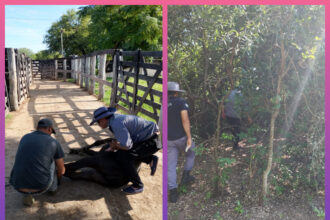 CHACO:    Recuperaron Cuatro Terneros En Zona Rural De Quitilipi