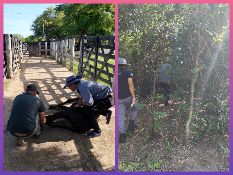 CHACO:    Recuperaron Cuatro Terneros En Zona Rural De Quitilipi