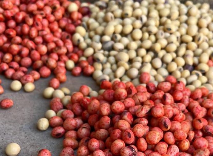 Coinoculación y tratamiento acelerado: los conceptos del año en biológicos