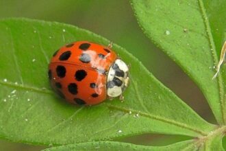 Cómo activar el “modo vaquita de San Antonio” en WhatsApp