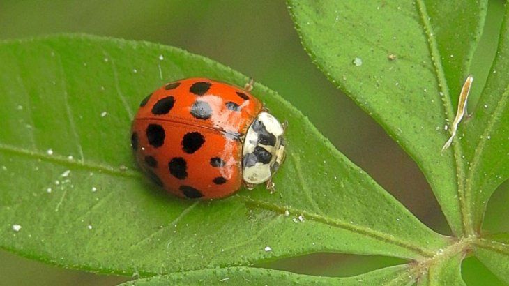 Cómo activar el “modo vaquita de San Antonio” en WhatsApp