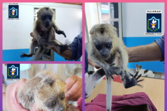 SÁENZ PEÑA: Hallaron Una Cría De Mono Dentro De Una Caja, Fue Llevado Al Complejo Ecológico Municipal