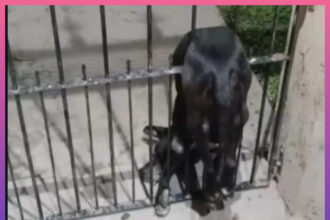 CASTELLI: Un Perro Murió Buscando Refugio Por Los Estruendos