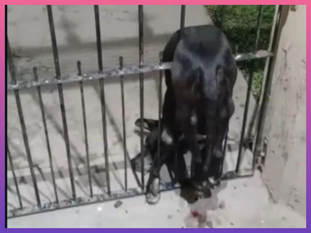 CASTELLI: Un Perro Murió Buscando Refugio Por Los Estruendos