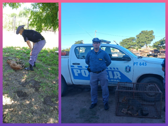 CHACO: Intervenciones Rurales Permitieron Asistir A Un Perro En Mal Estado Y Rescatar Un Cachorro De Zorro
