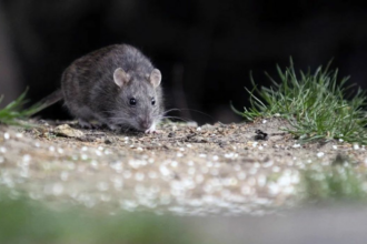 Aumentan los casos de hantavirus en Salta y hay 5 fallecidos