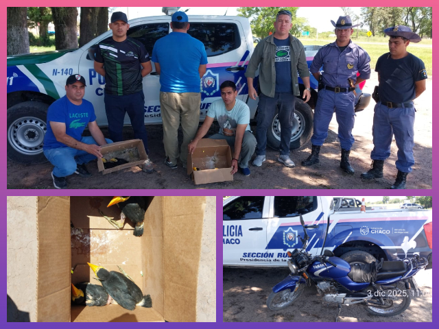CHACO: Vendía Tucanes Por Redes Sociales Y La Policía Le Tendió Una Trampa